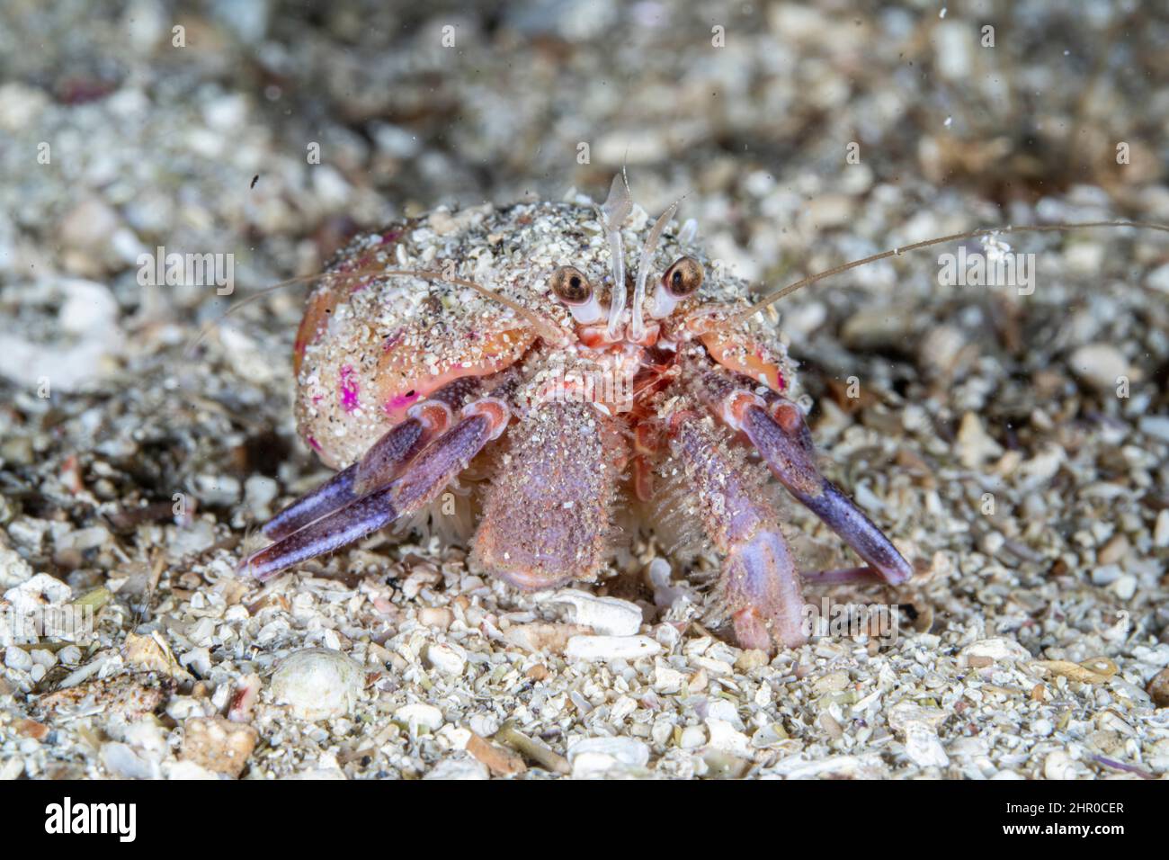 Hermit crab (Pagurus prideaux). Flatanger, coastal commune in central Norway, north of the Trondheimfjord, North Atlantic Ocean. Stock Photo