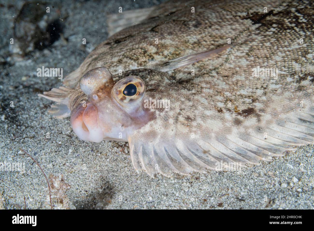 Common dab (Limanda limanda) portrait, Flatanger, coastal commune in central Norway, north of the Trondheimfjord, North Atlantic Ocean. Stock Photo