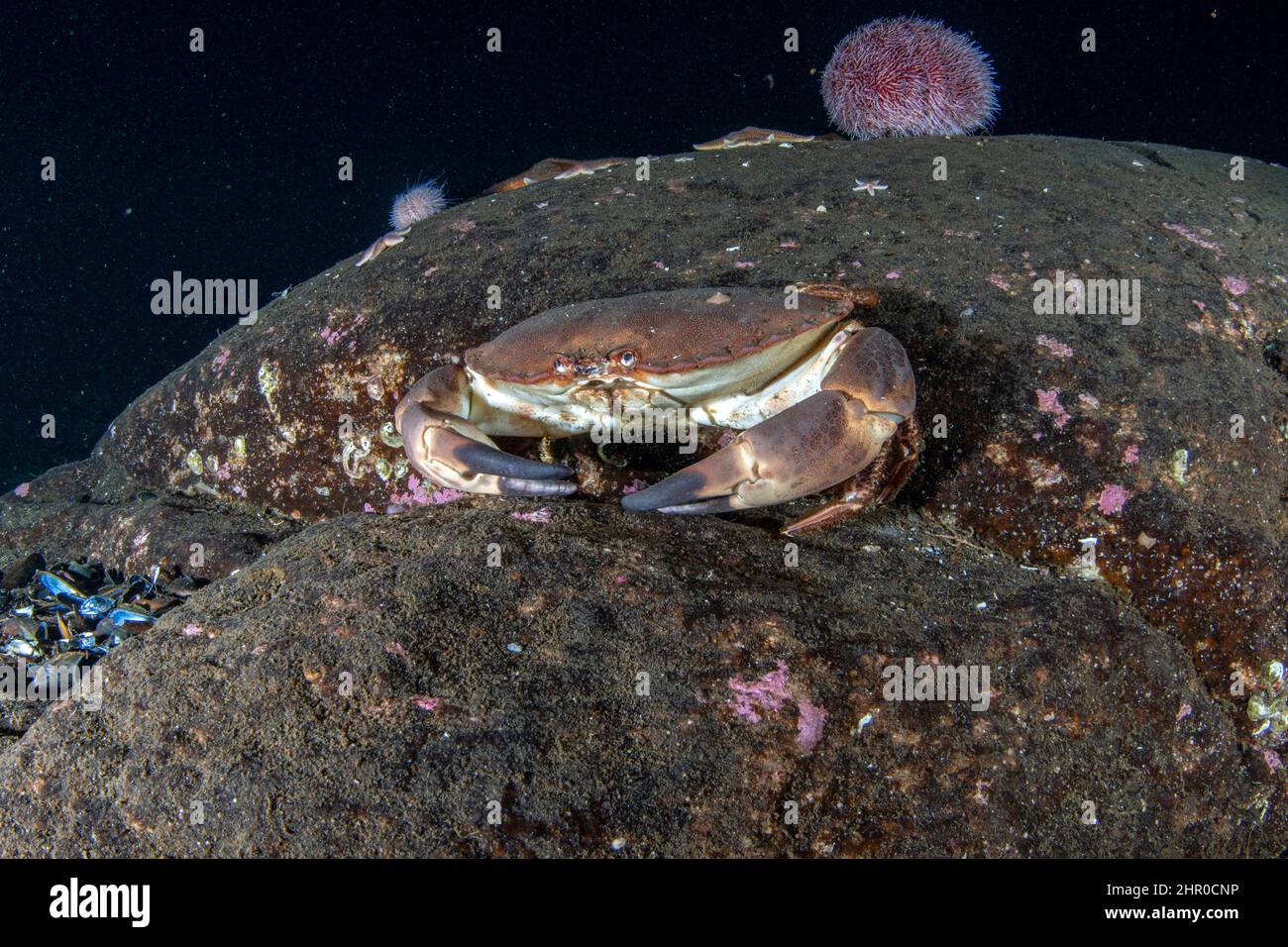 Edible crab, Cancer pagurus, Flatanger, coastal commune in central Norway, north of the Trondheimfjord, North Atlantic Ocean.Atlantic Ocean Stock Photo