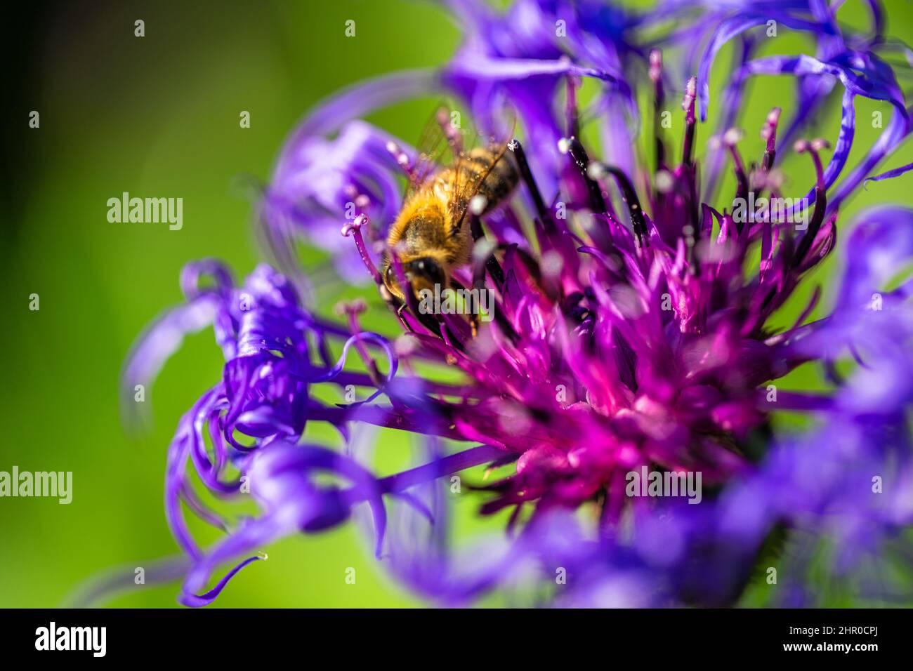 The perennial cornflower, latin name Centaurea montana. Blue-violet flower pollinating by a bee. Stock Photo