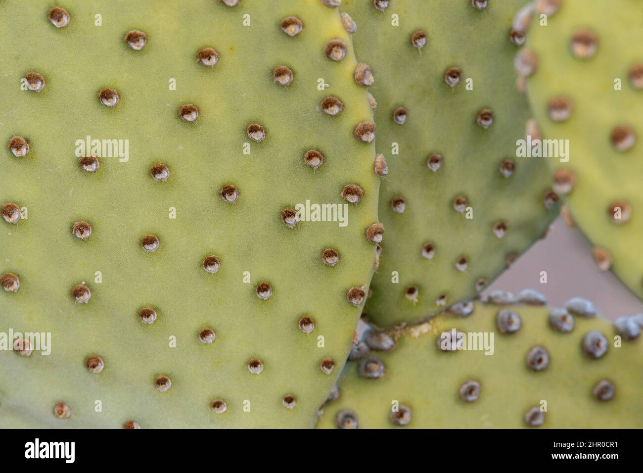 A close-up of the areoles with their fine glochids on the surface of a Blind Prickly Pear. Stock Photo