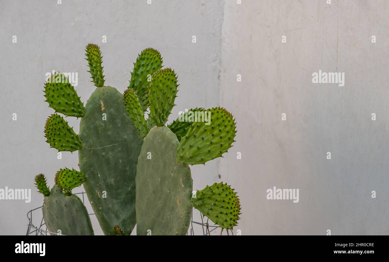 Eastern Prickly Pear cactus, Opuntia Humifusa against white wall background. Greek island house outdoor decoration Stock Photo
