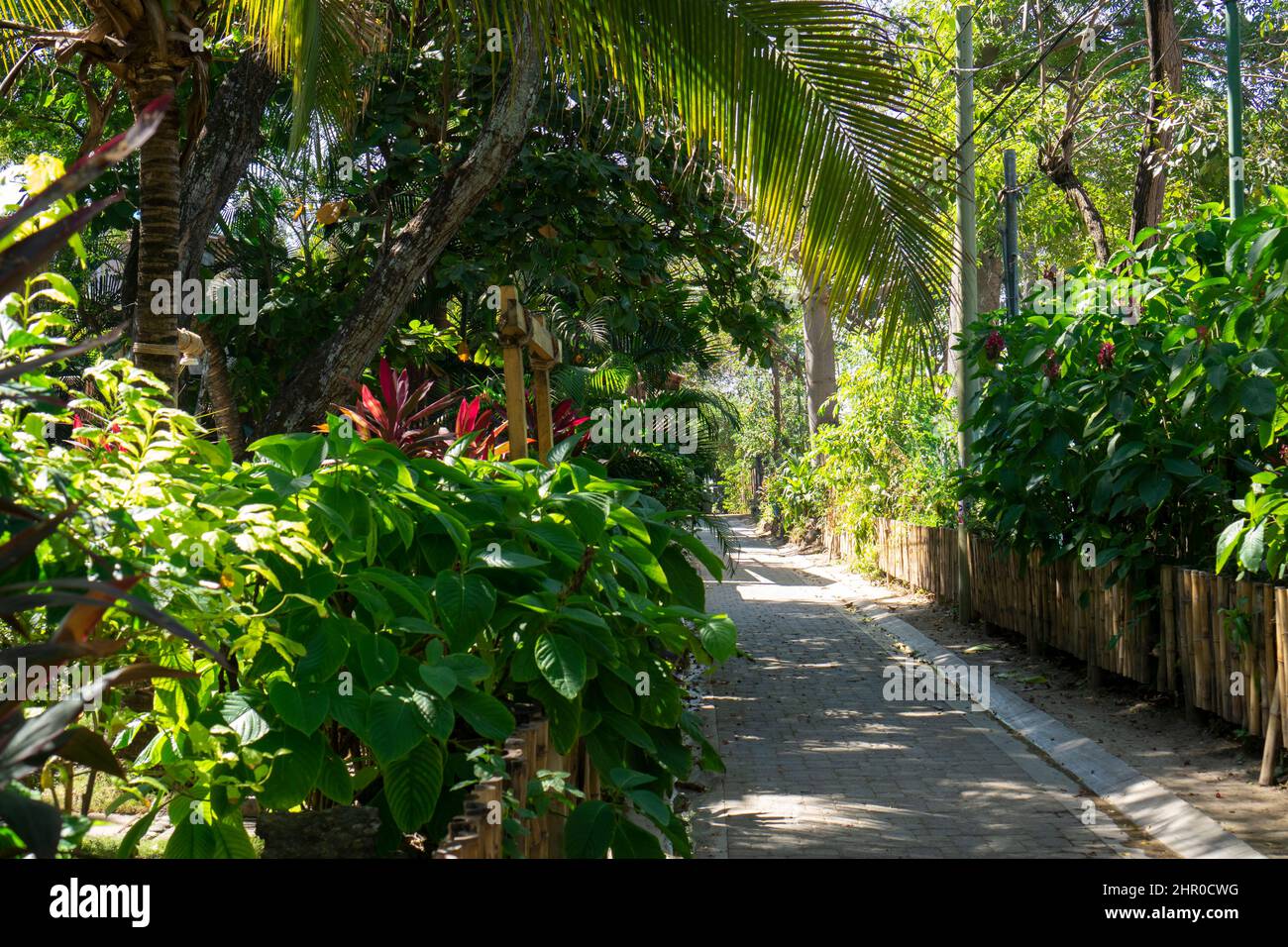 Exotic trees and plants. Tropical path landscape. Walkway in nature