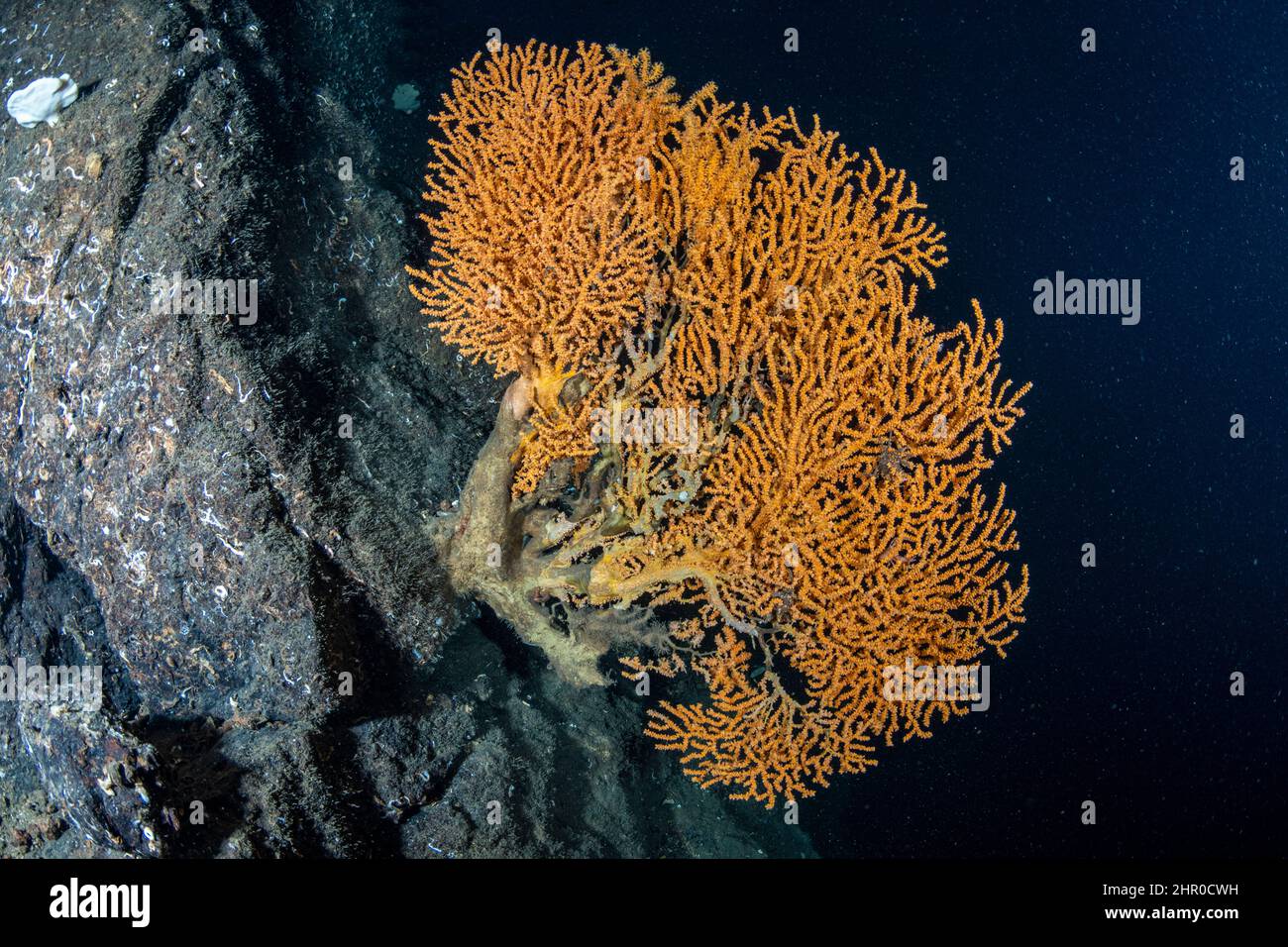 Fan coral (Paramuricea placomus) is a deep sea gorgonian that can be found at greater depths of up to 1600 meters. Trondheimsfjord, Norway, Atlantic O Stock Photo