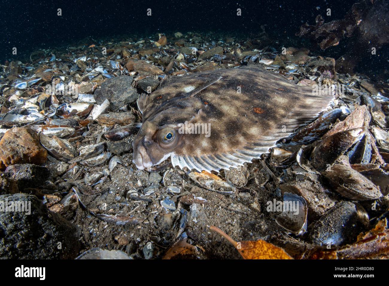 Witch flounder glyptocephalus cynoglossus hires stock photography and