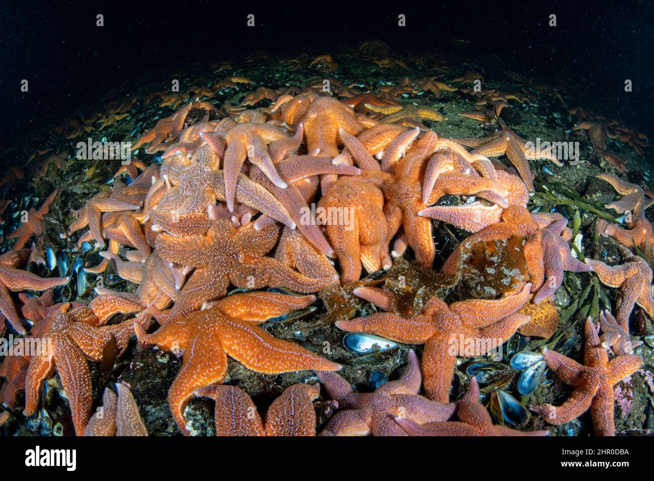 Several starfish (Henricia sp.) feeding on mussels. Trondheimfjord, Norway, North Atlantic Ocean. Stock Photo
