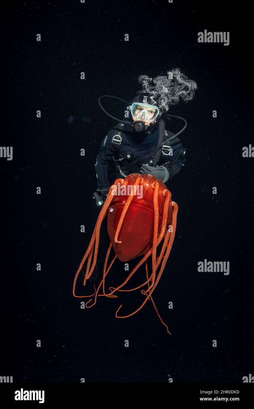 Helmet jellyfish periphylla periphylla hires stock photography and