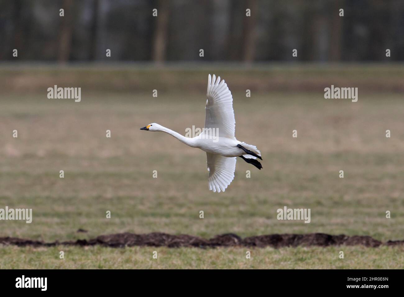 Flying tundra swan / Bewick's swan (Cygnus bewickii / Cygnus columbianus bewickii) landing with spread wings in field / grassland in spring Stock Photo