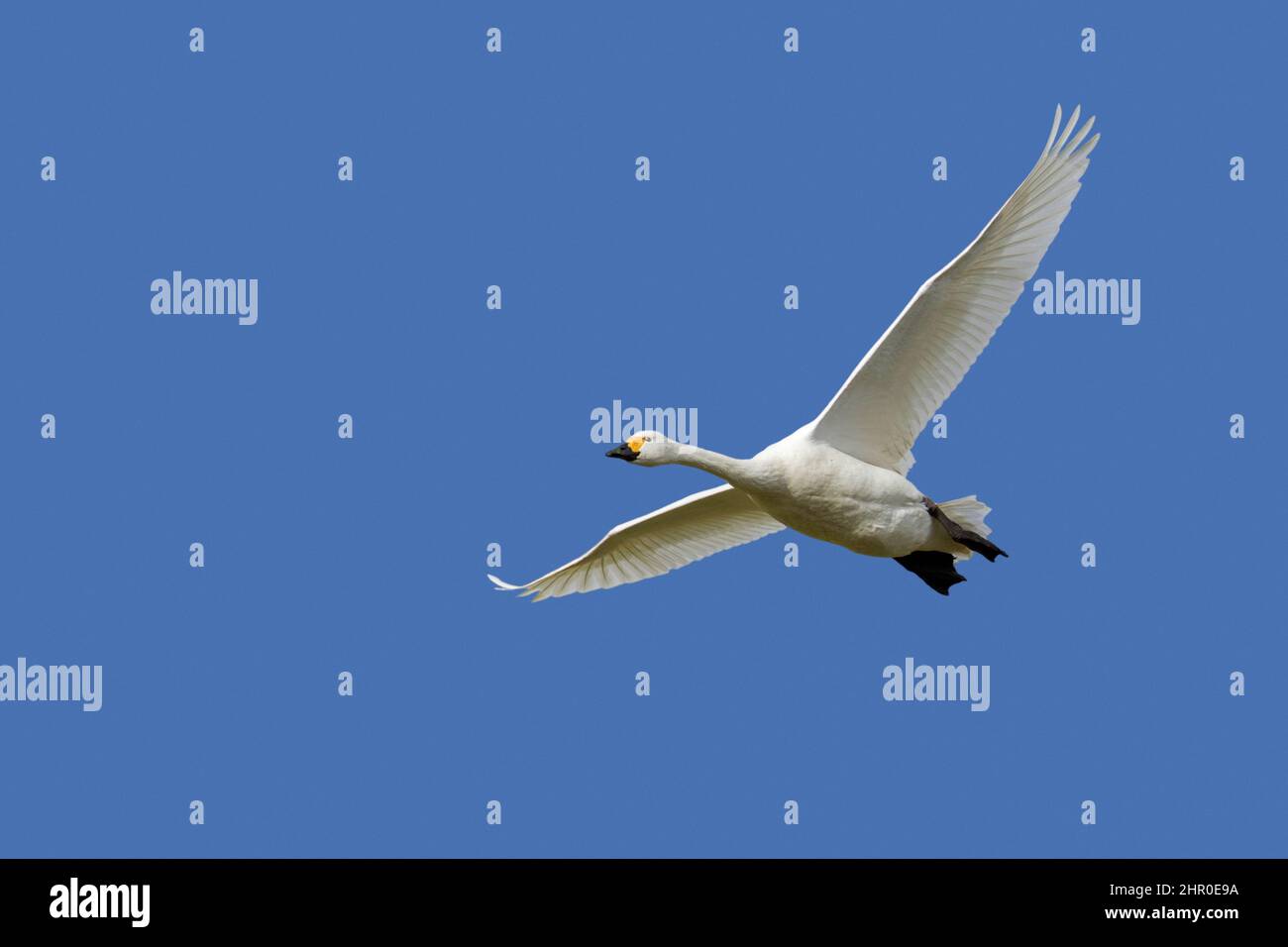 Tundra swan / Bewick's swan (Cygnus bewickii / Cygnus columbianus bewickii) in flight against blue sky Stock Photo