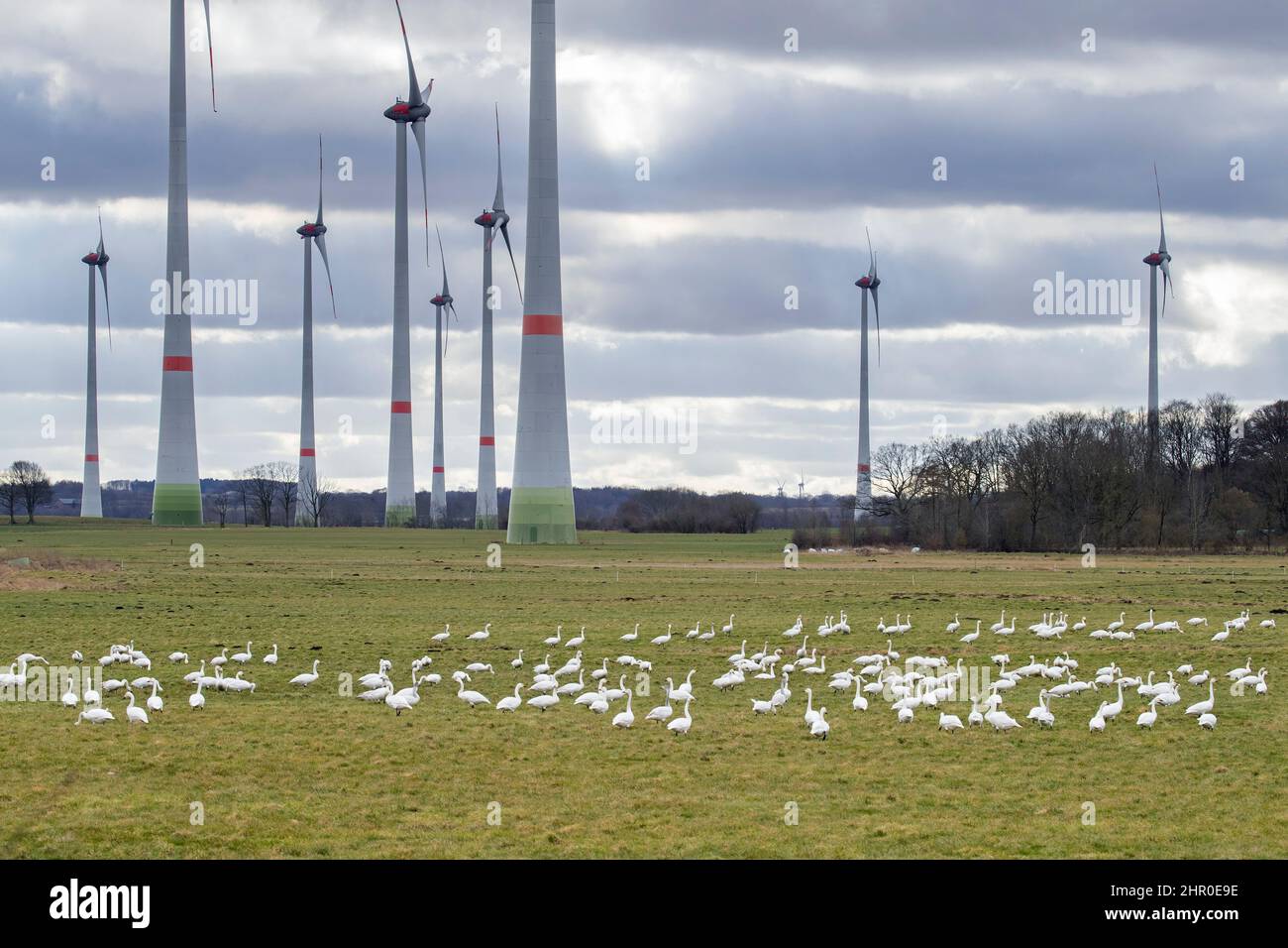 Flock of tundra swans / Bewick's swans (Cygnus bewickii / Cygnus columbianus bewickii) foraging in field / grassland in front of wind turbines Stock Photo