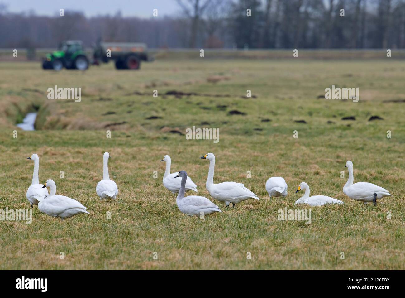 Flock of tundra swans / Bewick's swans (Cygnus bewickii / Cygnus columbianus bewickii) foraging in farmland / field / grassland with tractor Stock Photo