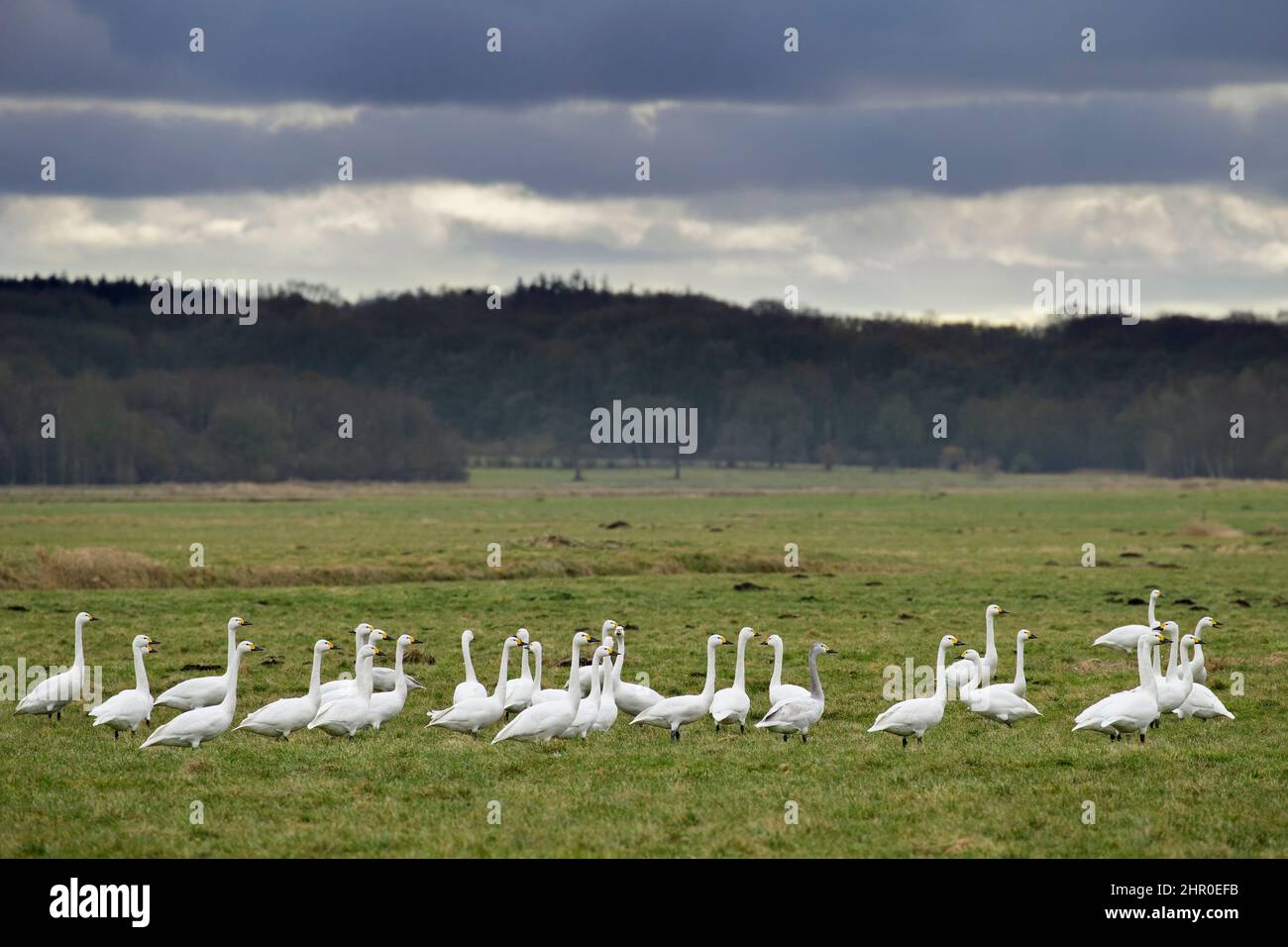 Flock of tundra swans / Bewick's swans (Cygnus bewickii / Cygnus columbianus bewickii) resting in field / grassland in spring Stock Photo