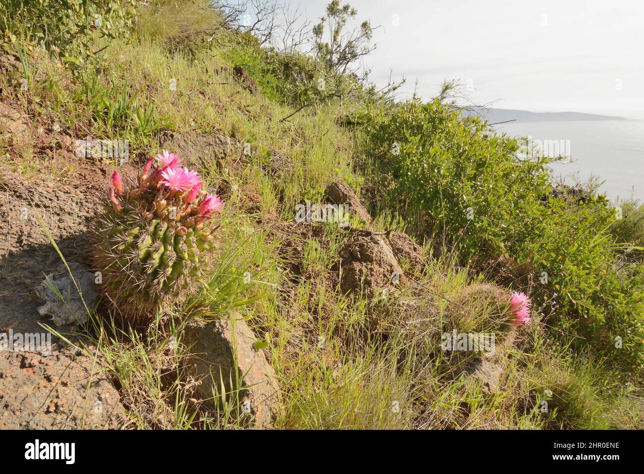 Cactus (Eriosyce subgibbosa), Cactaceae native to Chile, Flowering, Quebrada Verde, Valparaiso, V Region de Valparaiso, Chile Stock Photo