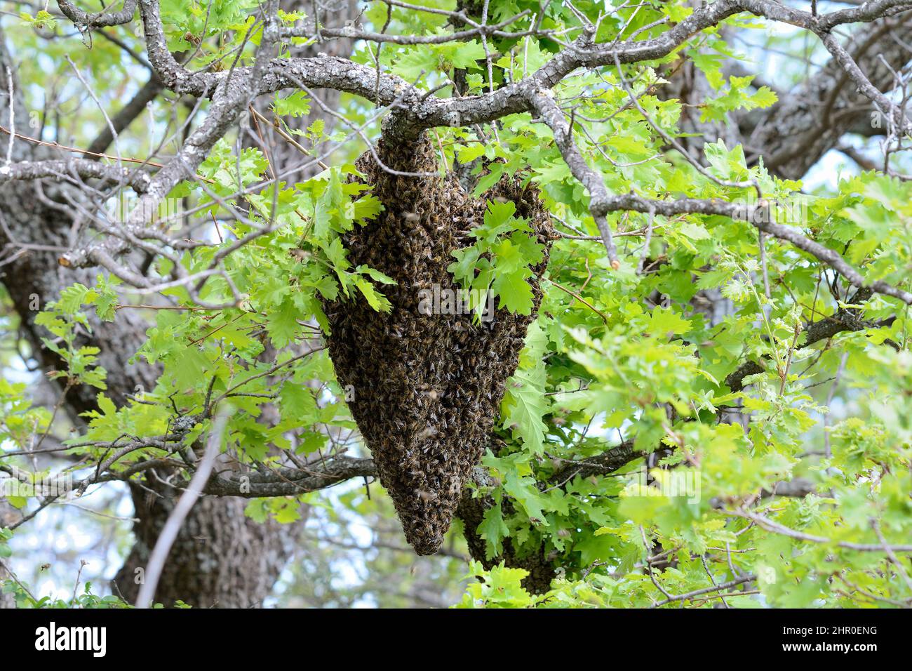 Honey bee (Apis mellifera) swarming in spring, Cipieres, Alpes-Maritimes, France Stock Photo