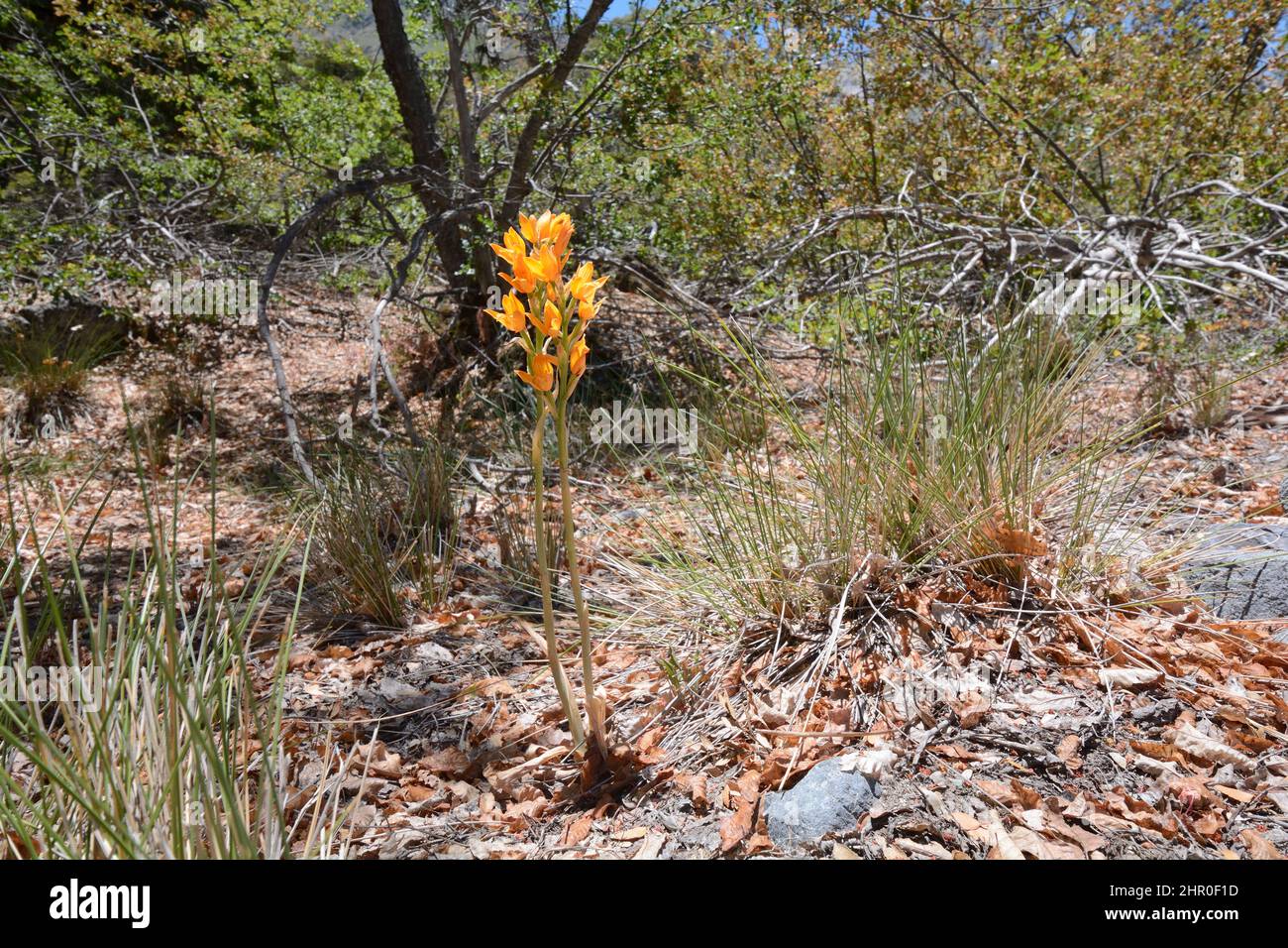 Orchid (Chloraea nudilabia), Orchidaceae endemic to Chile, Radal Siete Tazas National Park, VII Region del Maule, Chile Stock Photo