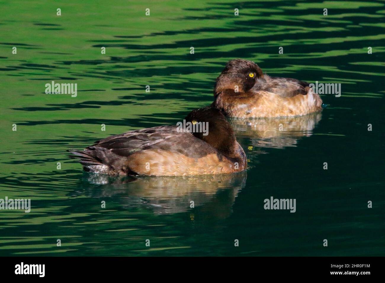 Tufted duck (Aythya fuligula) on the water in eclipse plumage Stock Photo