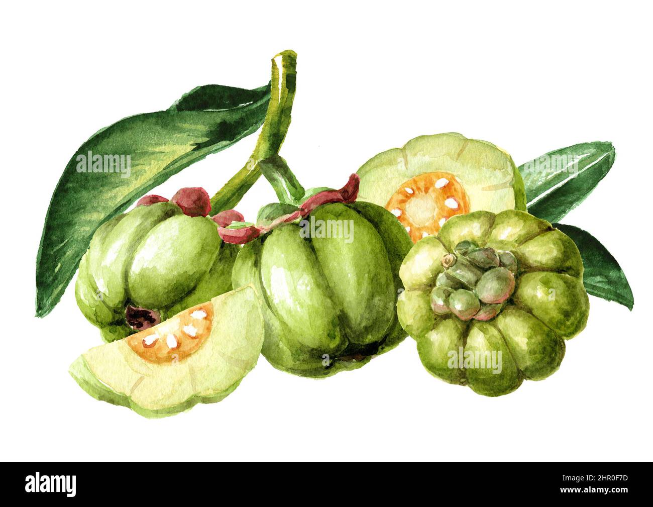 Garcinia cambogia atroviridis  fruit,  superfood,  antioxidant .  Hand  drawn watercolor illustration isolated on white background Stock Photo