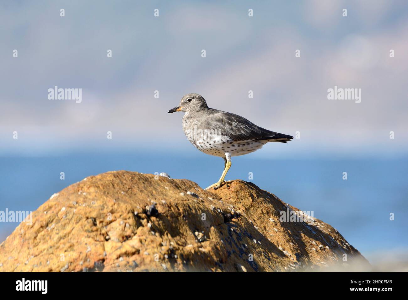 Surfbird (Calidris virgata) adult on rock, Concon, Valparaiso Region, Chile Stock Photo