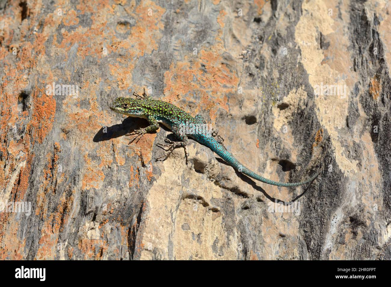 Thin Tree Iguana or Jewel lizard (Liolaemus tenuis), Liolaemidae endemic to Chile and Argentina, male individual, Cobquecura, Nuble Region, Stock Photo