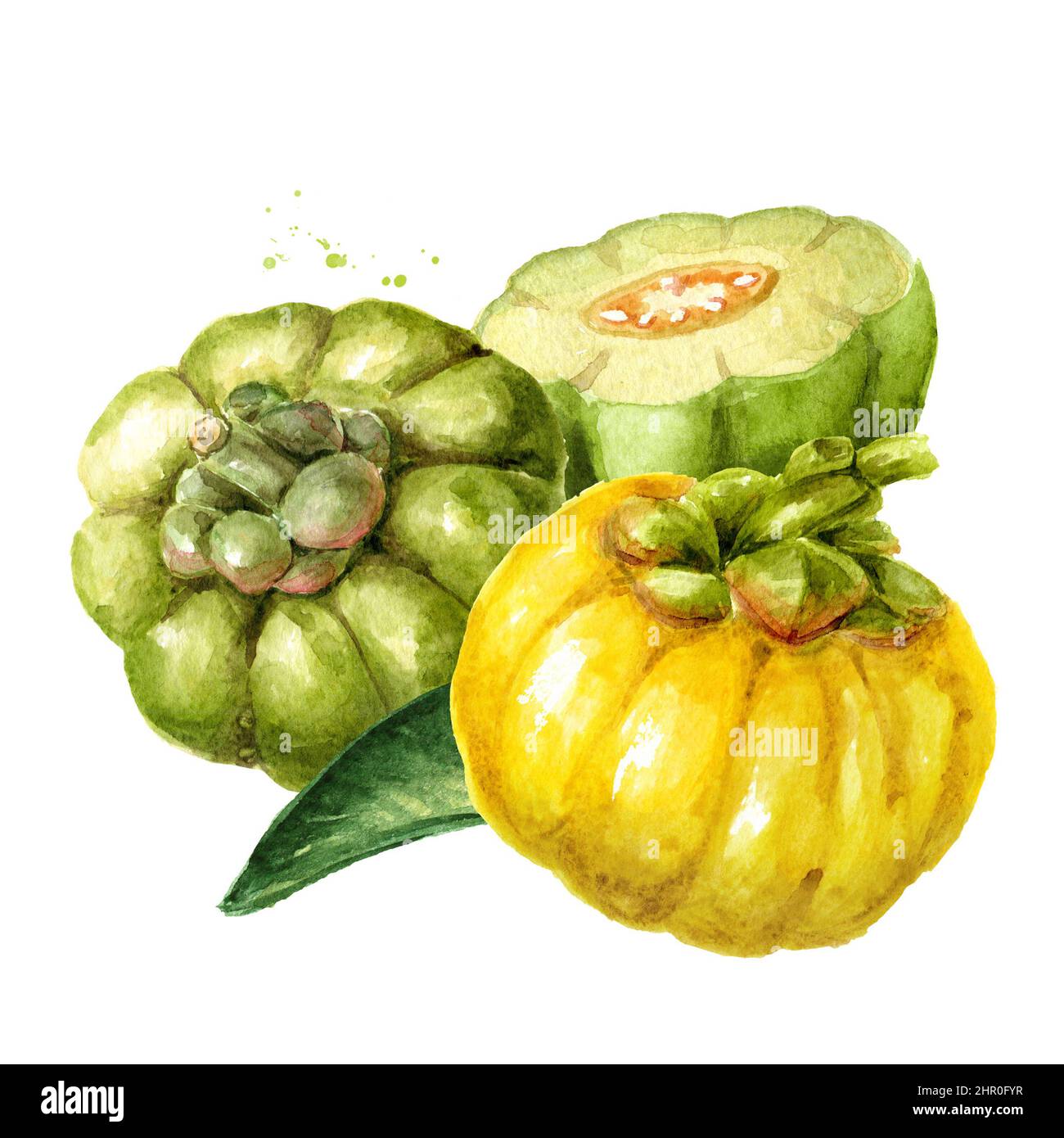 Garcinia cambogia atroviridis fruit, superfood,  antioxidant. Hand drawn  watercolor illustration isolated on white background Stock Photo