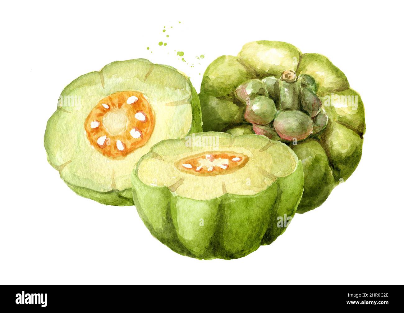 Garcinia cambogia atroviridis fruit, superfood, antioxidant. Hand drawn watercolor  illustration isolated  on  white background Stock Photo
