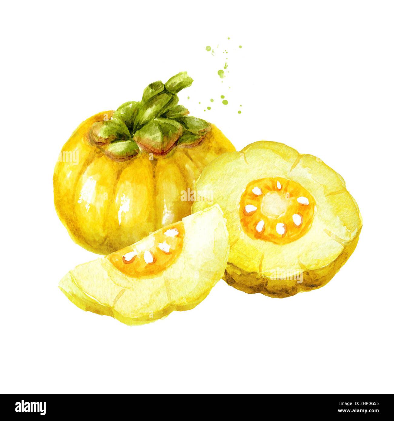 Garcinia cambogia atroviridis fruit, superfood, antioxidant. Hand drawn watercolor illustration  isolated  on white background Stock Photo