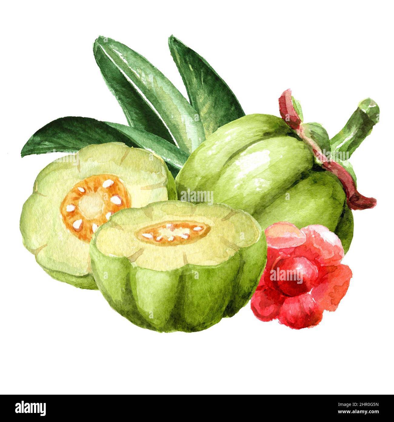 Garcinia cambogia atroviridis fruit, superfood, antioxidant. Hand drawn watercolor illustration isolated  on  white background Stock Photo