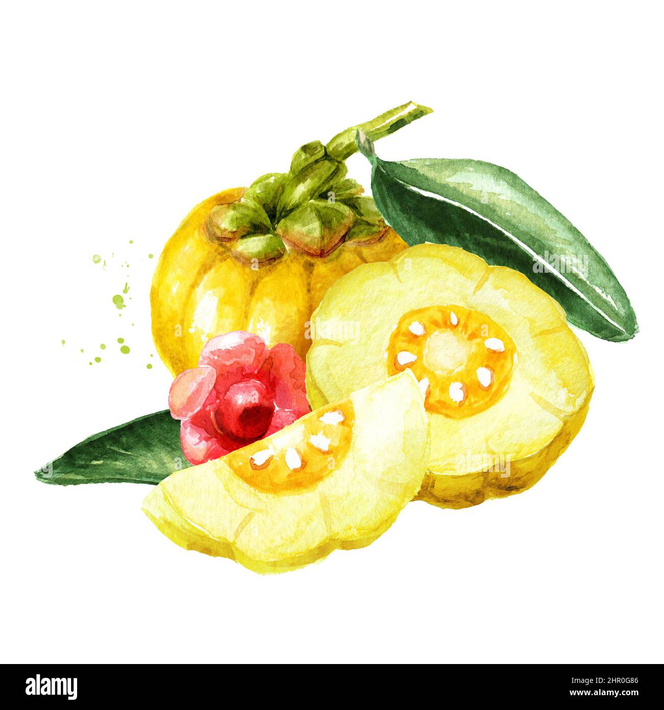 Garcinia cambogia atroviridis fruit, superfood, antioxidant. Hand drawn watercolor illustration isolated  on white background Stock Photo