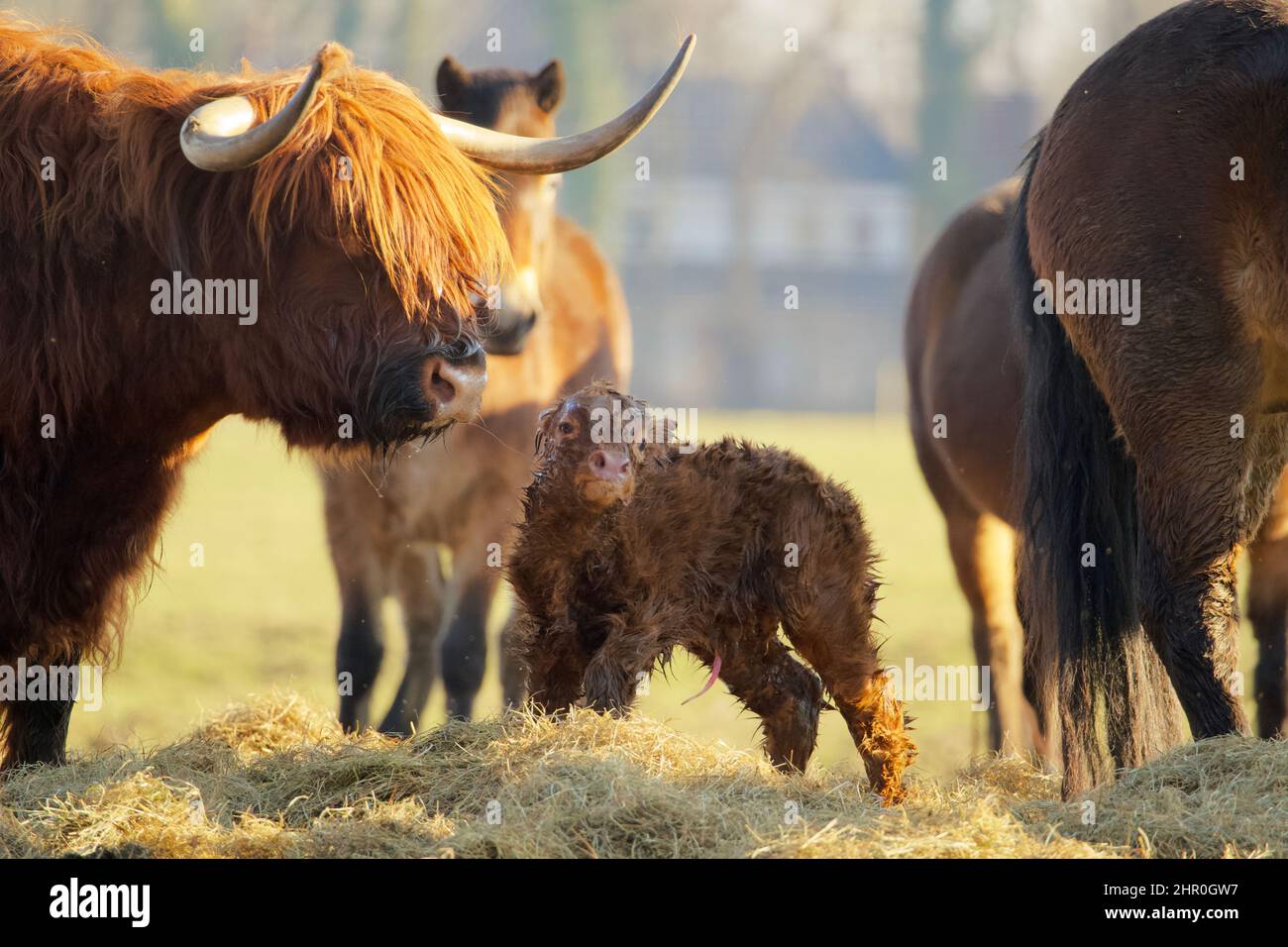 Adorable Highland cow photos show calf get licks of love ahead of Mother's  Day - Daily Record