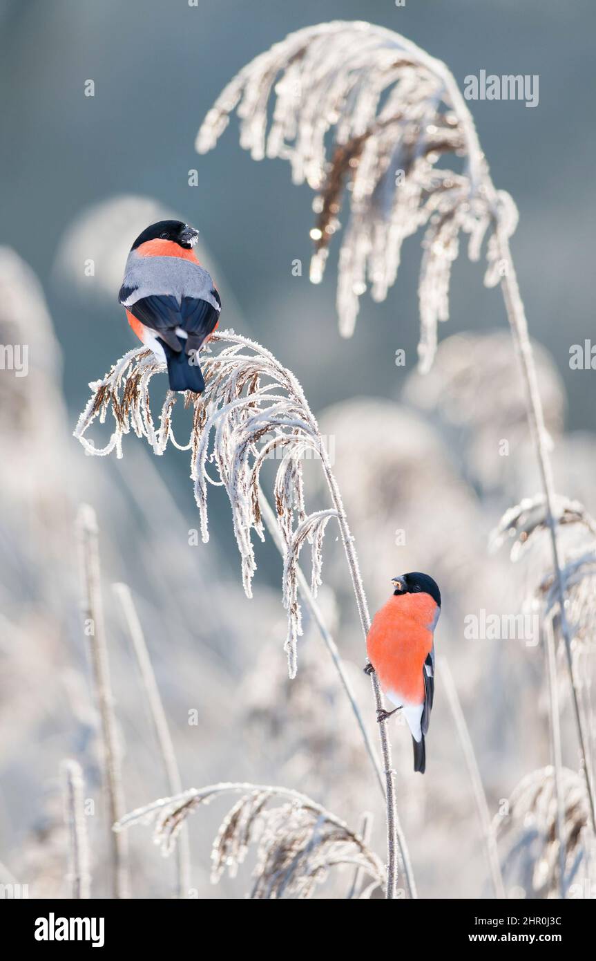 Bullfinch (Pyrrhula pyrrhula) males on a frosted reed, Vosges du Nord Regional Nature Park, France Stock Photo