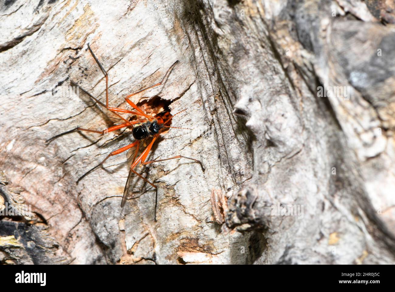 Crane fly (Tanyptera atrata) Female laying eggs in a gallery, Vosges du