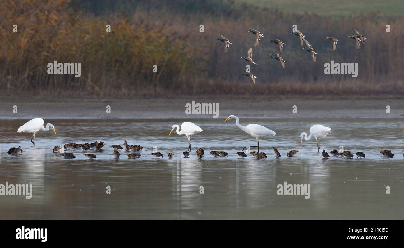 Common Snipes (Gallinago gallinago) and Great Egret (Ardea alba) fishing in a dry pond, Vosges du Nord Regional Nature Park, France Stock Photo