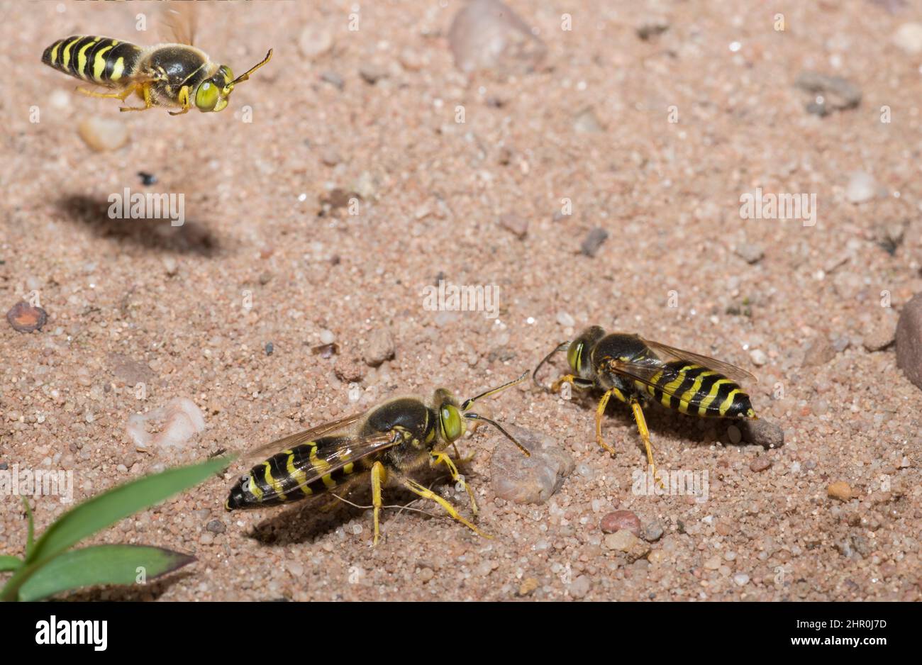 Sand wasp (Bembix rostrata) male attracted by females Vosges du Nord Regional Nature Park, France Stock Photo