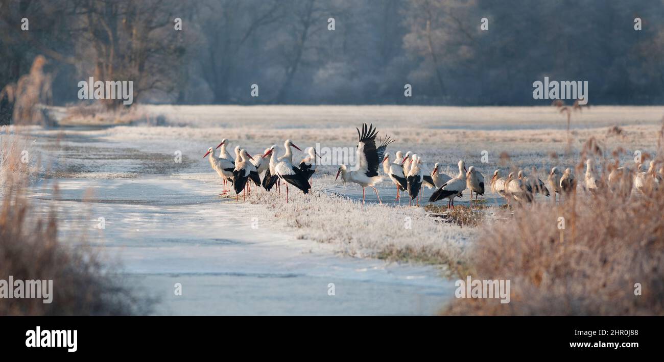 White storks (Ciconia ciconia) staging in a frosted meadow, Vosges du Nord Regional Nature Park, France Stock Photo