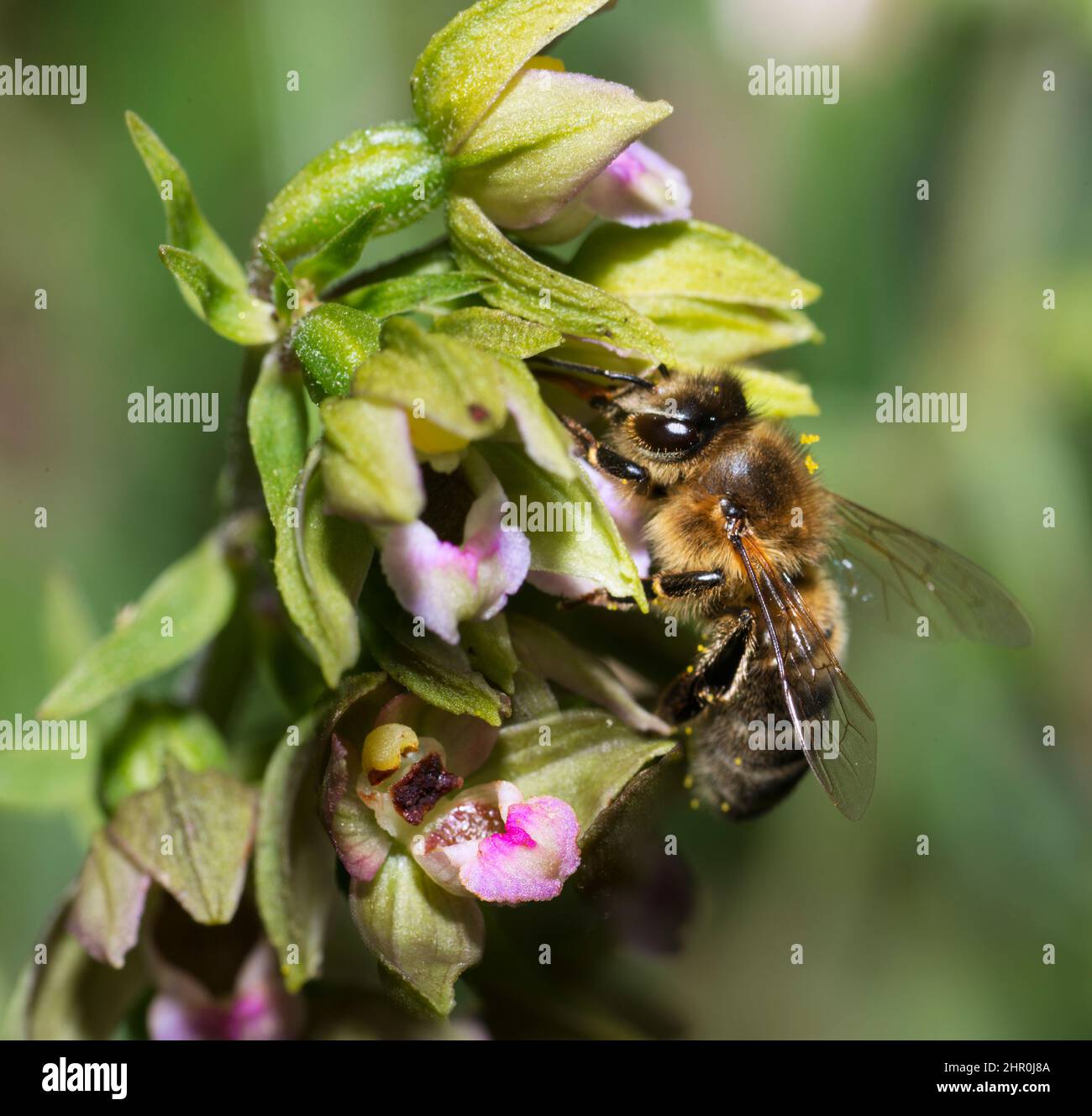 Mueller's Epipactis (Epipactis muelleri) pollinated by a honeybee, Vosges du Nord Regional Nature Park, France Stock Photo