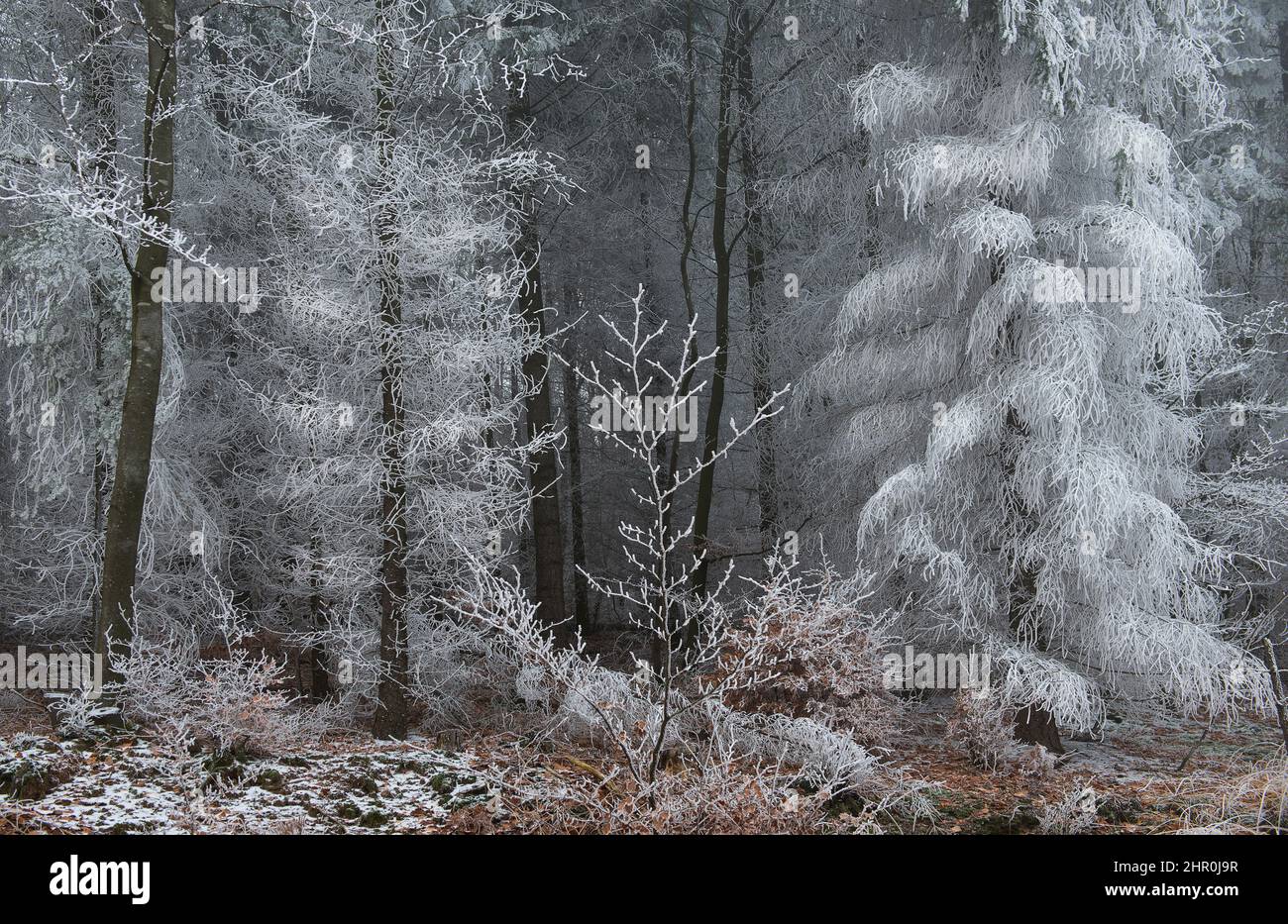 Snowy forest, Vosges du Nord Regional Nature Park, France Stock Photo