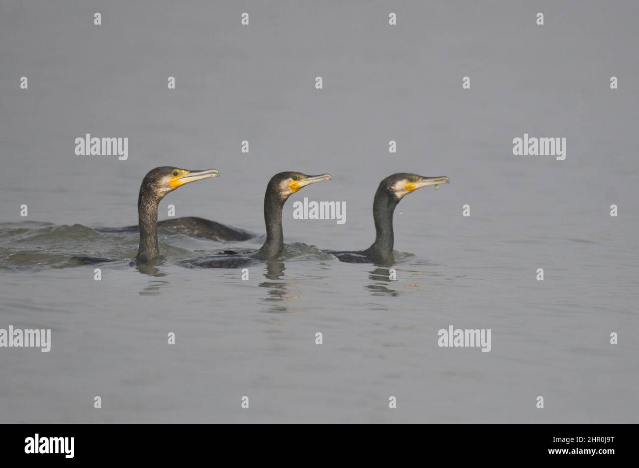 Great cormorants (Phalacrocorax carbo) group fishing, Lorraine Regional Nature Park, France Stock Photo