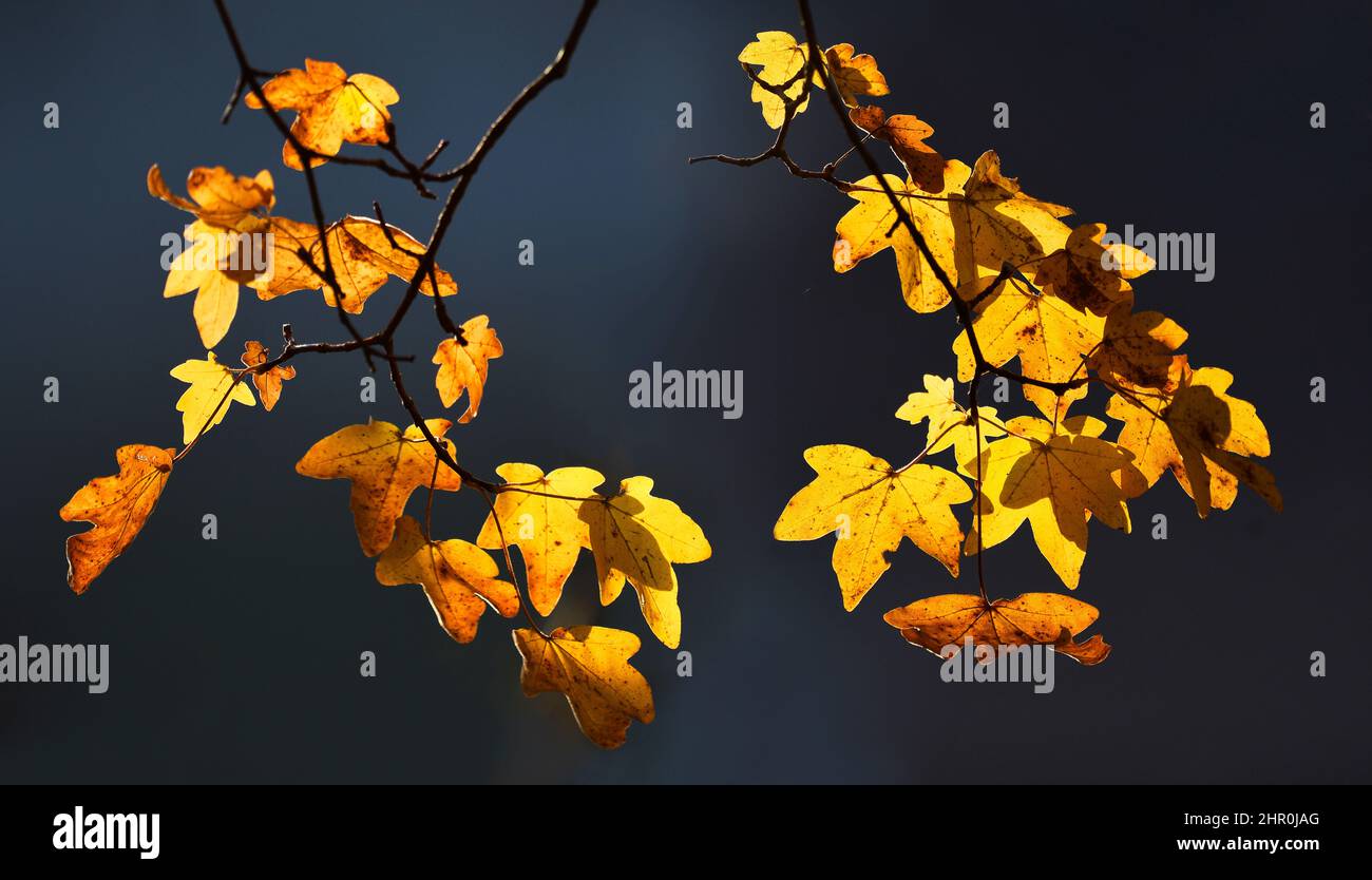 Leaves of Montpellier Maple (Acer monspessulanum) in autumn, Vosges du Nord Regional Nature Park, France Stock Photo