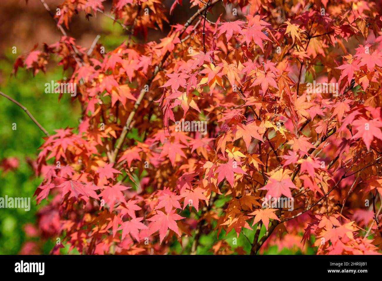 Many orange and red leaves of maple tree colored during the cold autumn ...