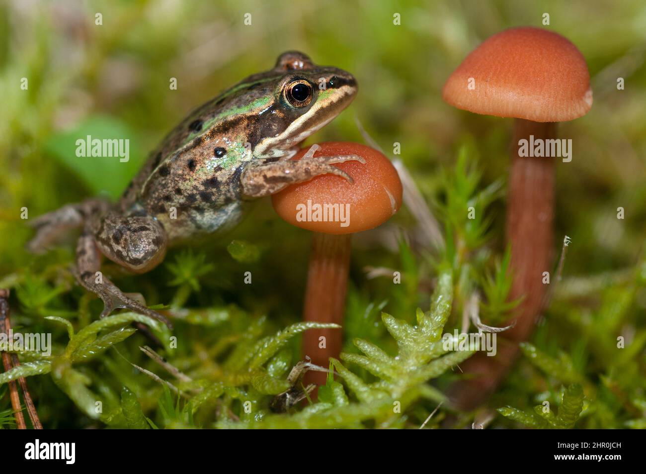 Lesson's frog (Pelophylax lessonae) and Late Inocybe (Inocybe tarda), Vosges du Nord Regional Nature Park, France Stock Photo
