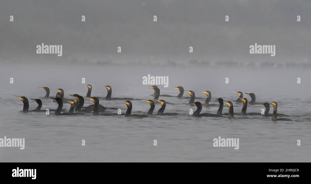 Great cormorants (Phalacrocorax carbo) group fishing in fog, Lorraine Regional Nature Park, France Stock Photo