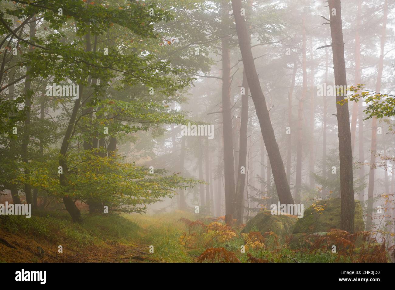 Beech forest and pine forest of the Northern Vosges in the autumn fog, Vosges du Nord Regional Nature Park, France Stock Photo