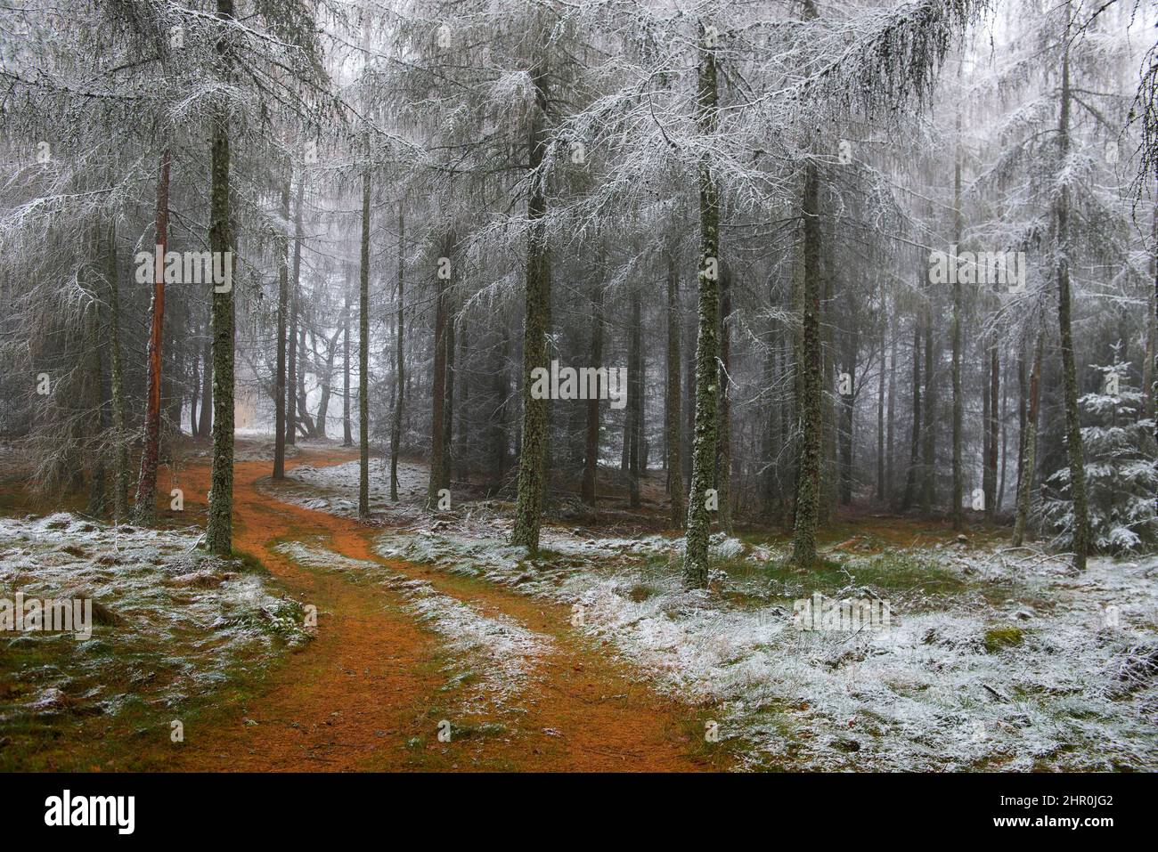 First snow in a larch forest, Vosges du Nord Regional Nature Park, France Stock Photo