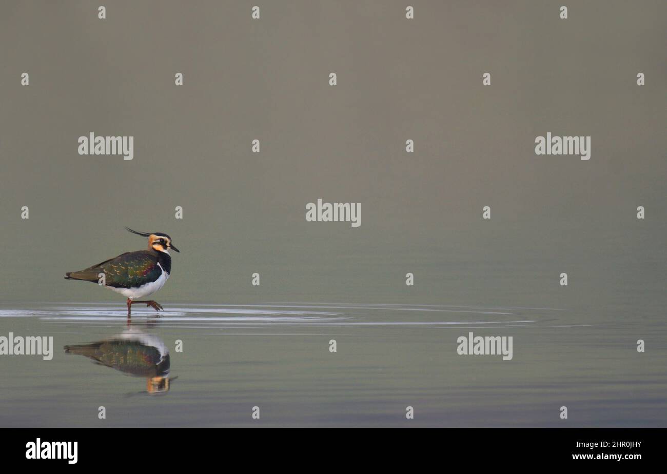 Northern Lapwing (Vanellus vanellus) in the water, Lorraine Regional Nature Park, France Stock Photo