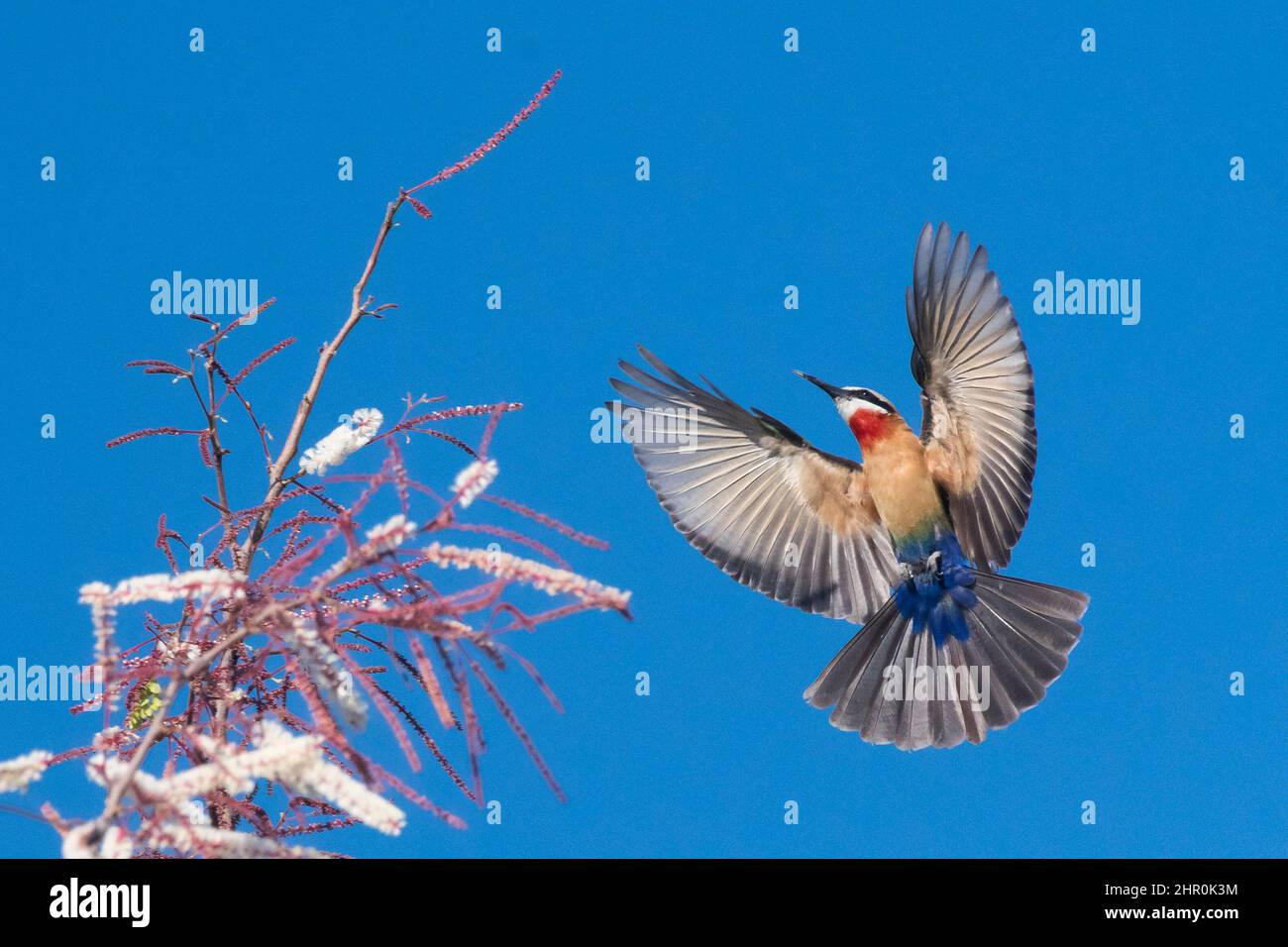 White-fronted bee-eater (Merops bullockoi) in flight, Okavango Delta, Botswana Stock Photo