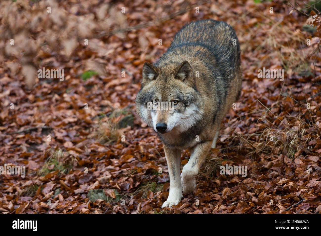 A gray wolf, Canis lupus, walking through fallen autumn leaves ...
