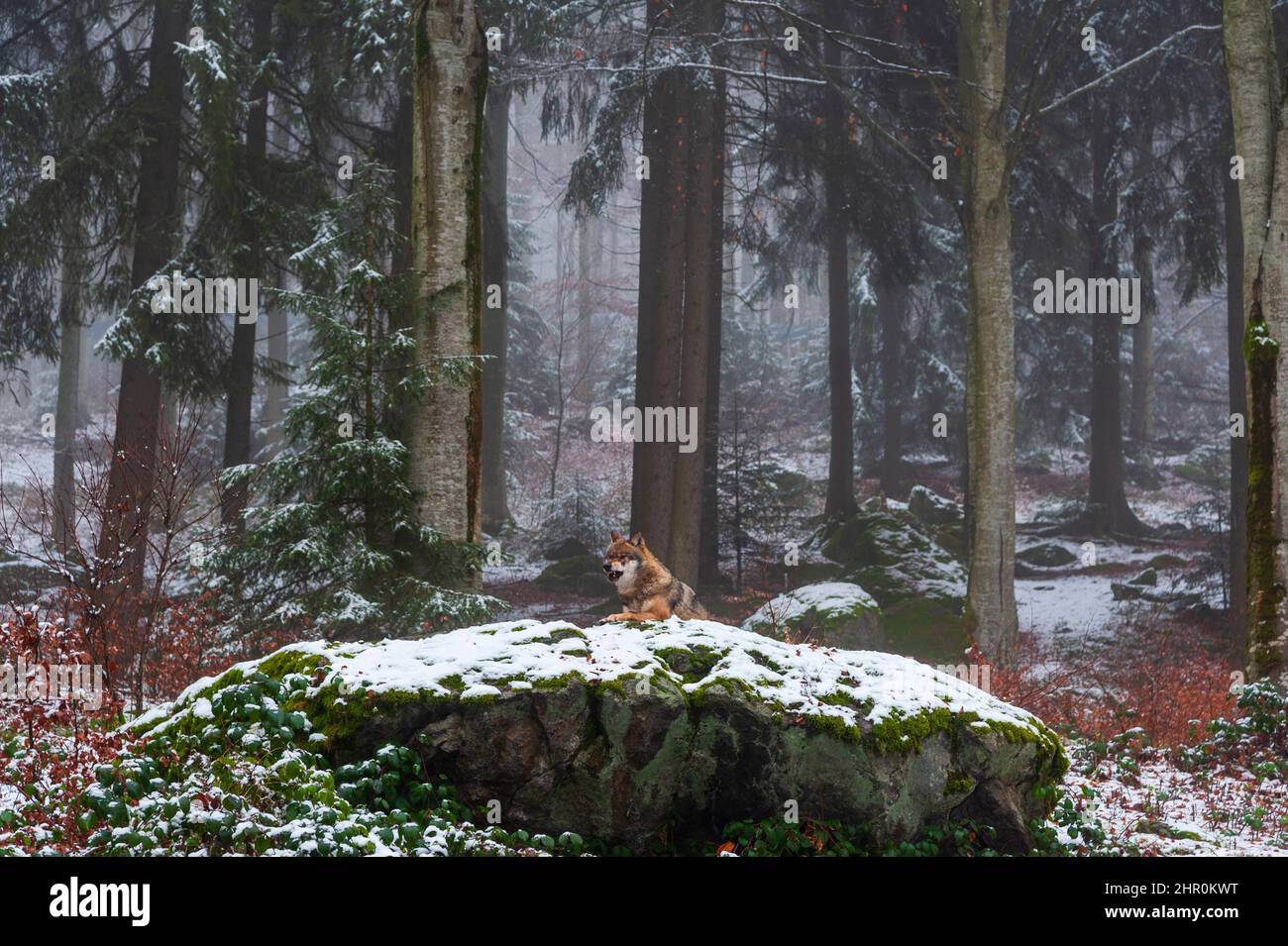 A gray wolf, Canis lupus, resting on a snow-covered mossy boulder in a foggy forest. Bayerischer Wald National Park, Bavaria, Germany. Stock Photo