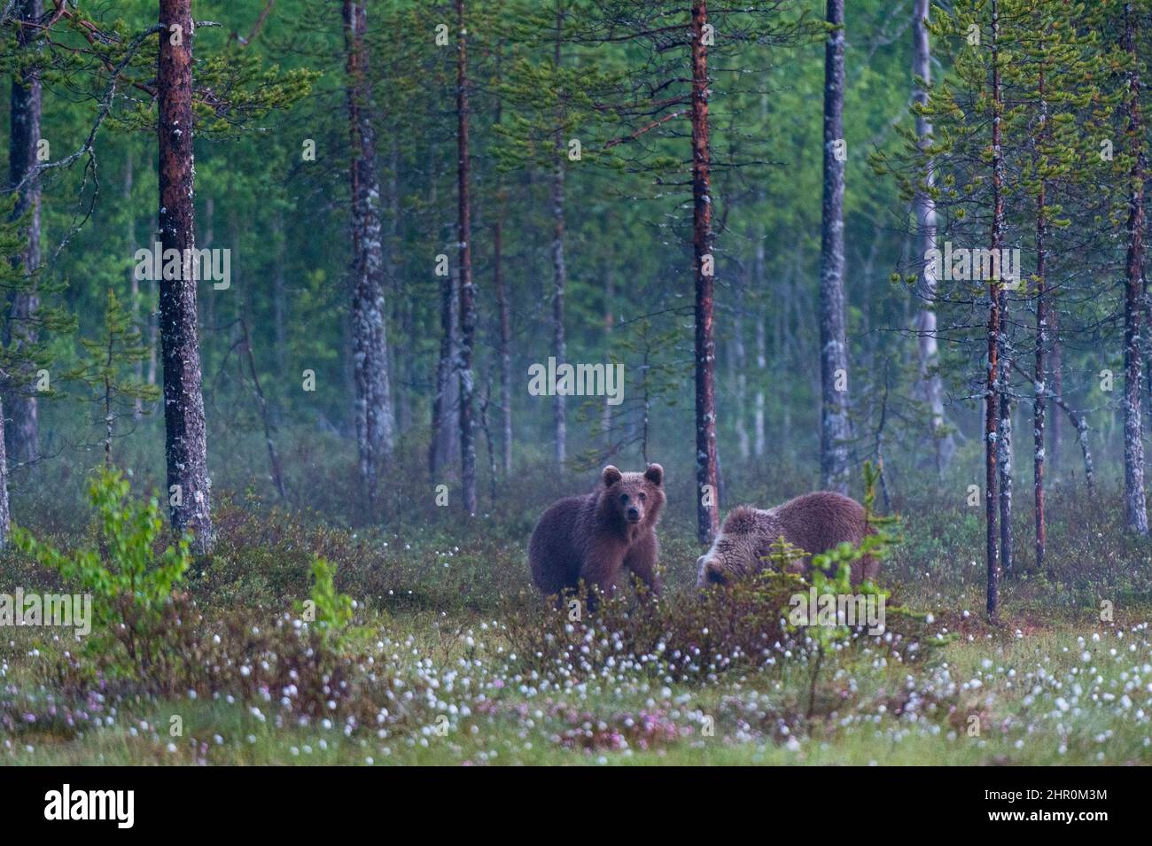 Two juvenile European brown bears, Ursus arctos arctos, in a forest. Kuhmo, Oulu, Finland. Stock Photo
