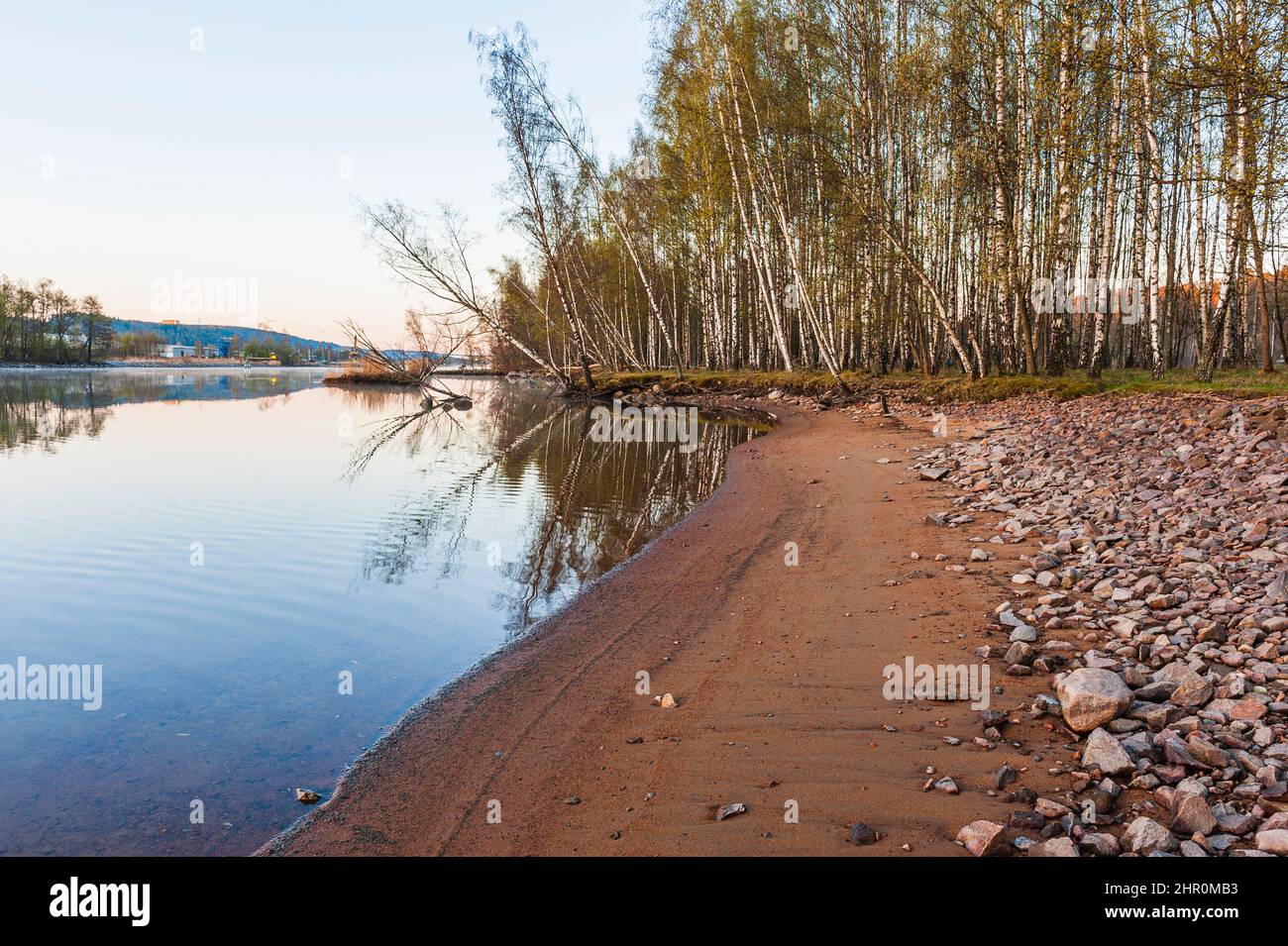 Birch trees standing by riverside Stock Photo