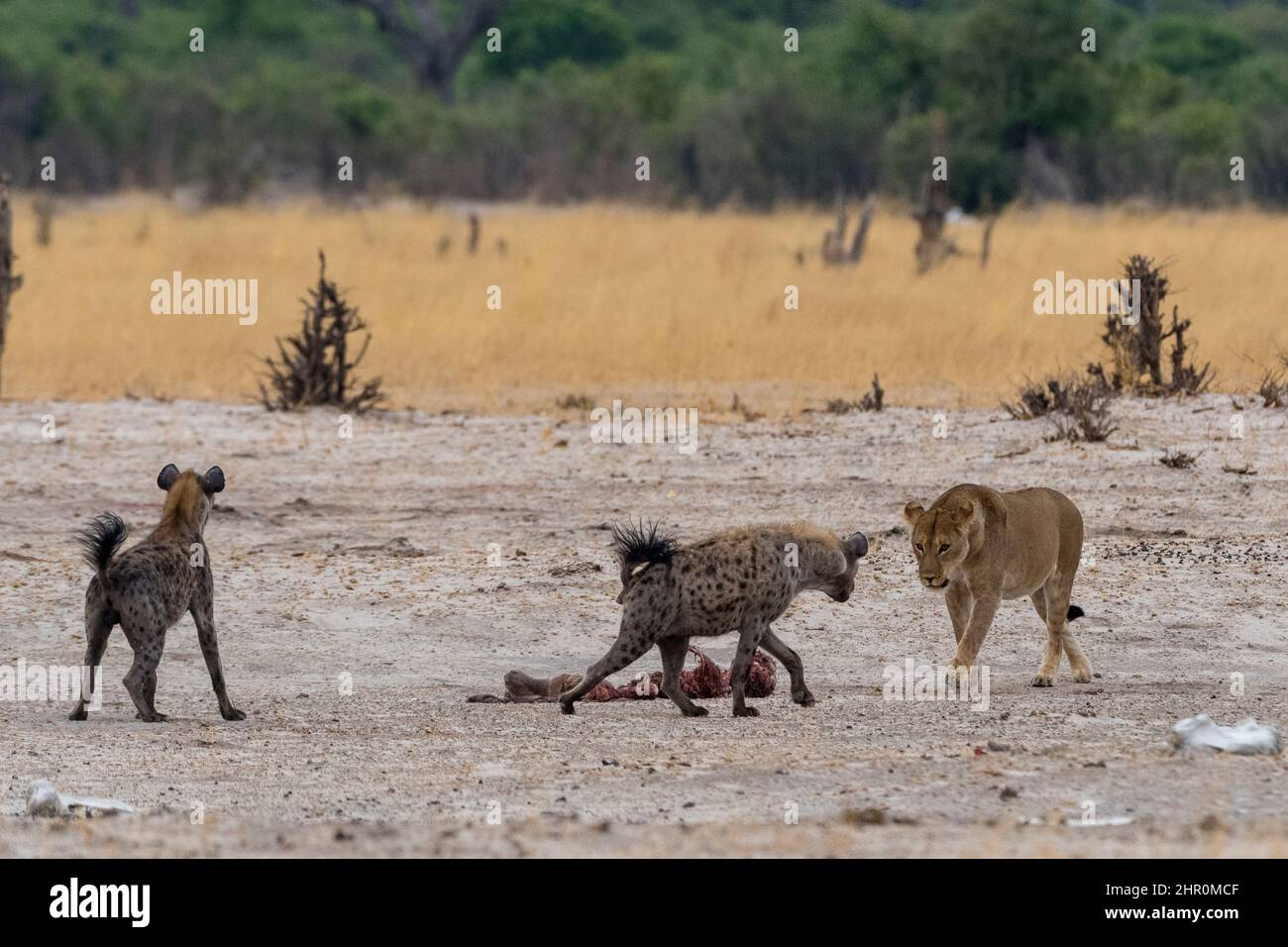 Hyenas, Crocuta crocuta, with a carcass, stolen from a lioness, Panthera leo. Savuti, Chobe National Park, Botswana Stock Photo